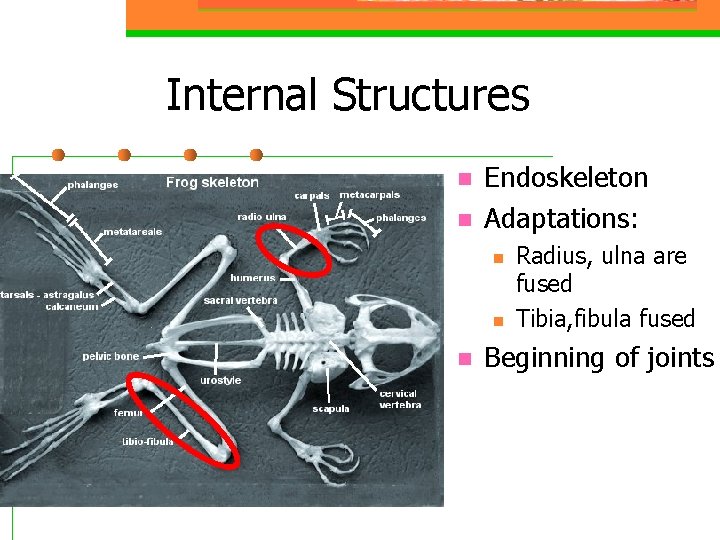 Internal Structures n n Endoskeleton Adaptations: n n n Radius, ulna are fused Tibia,