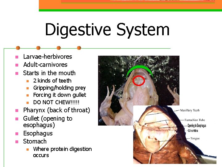 Digestive System n n n Larvae-herbivores Adult-carnivores Starts in the mouth n n n