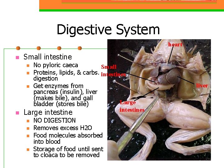 Digestive System heart n Small intestine n n No pyloric caeca Small Proteins, lipids,