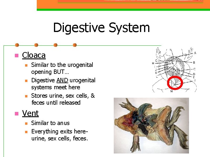 Digestive System n Cloaca n n Similar to the urogenital opening BUT… Digestive AND