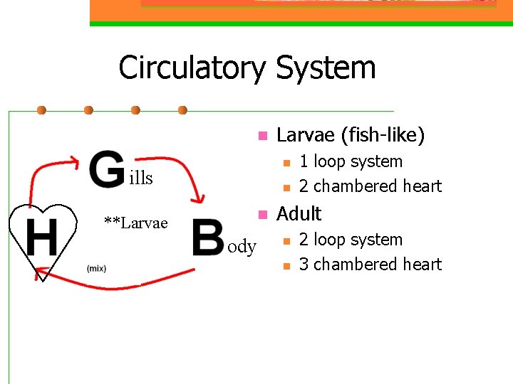 Circulatory System n Larvae (fish-like) n ills n n **Larvae ody 1 loop system
