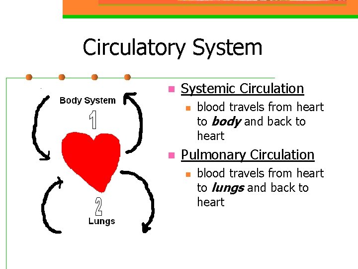 Circulatory System n Systemic Circulation n n blood travels from heart to body and