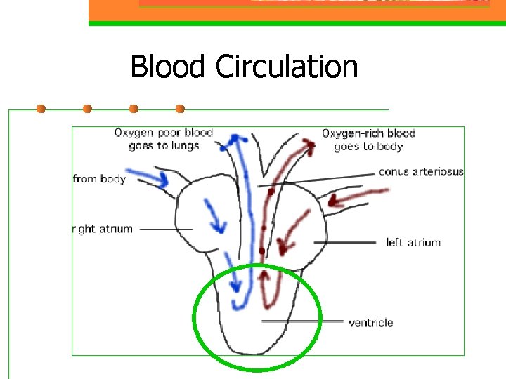 Blood Circulation 