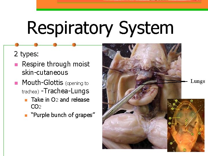 Respiratory System 2 types: n Respire through moist skin-cutaneous n Mouth-Glottis (opening to trachea)