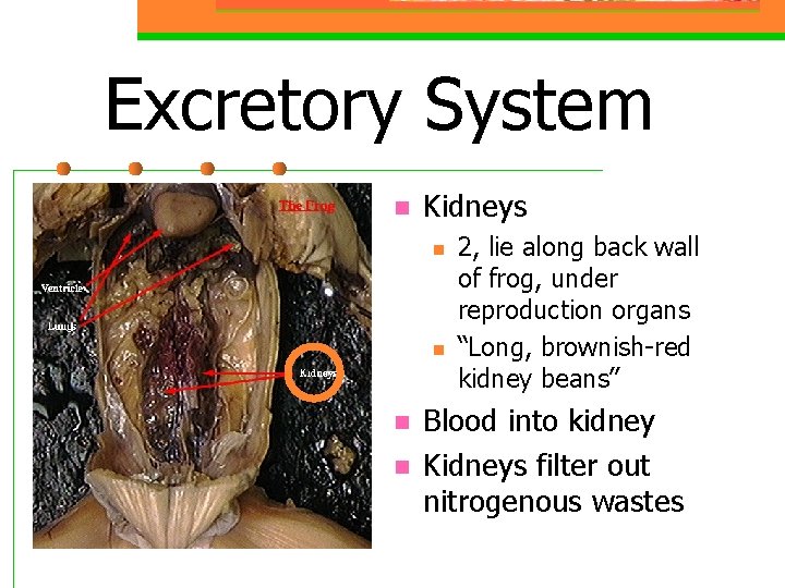 Excretory System n Kidneys n n 2, lie along back wall of frog, under