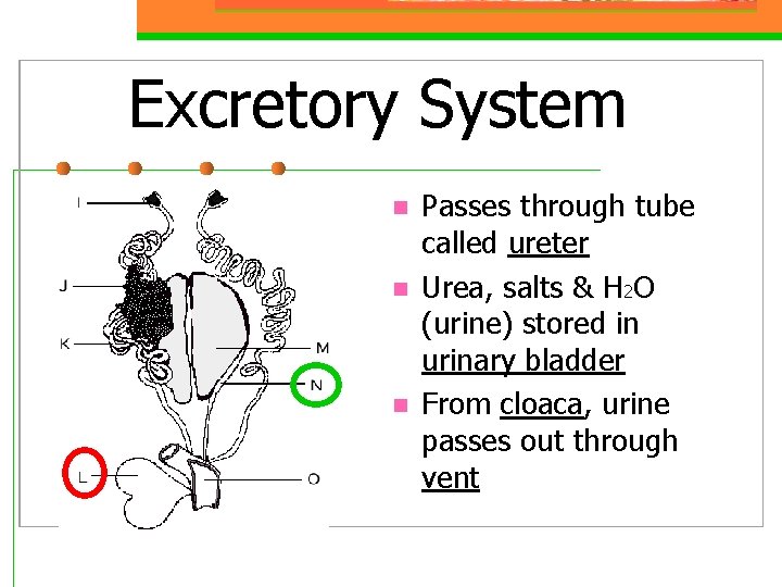 Excretory System n n n Passes through tube called ureter Urea, salts & H