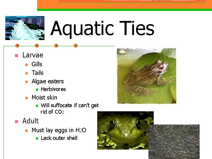 Aquatic Ties n Larvae n n n Gills Tails Algae eaters n n Moist