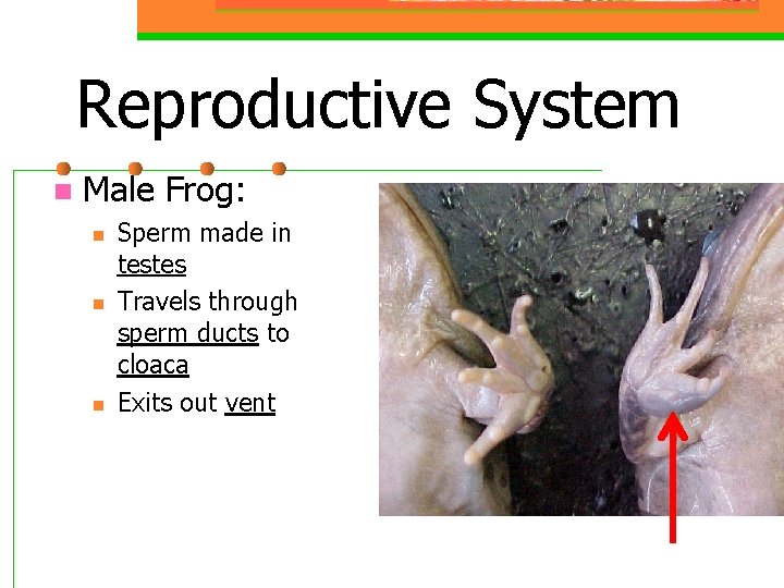 Reproductive System n Male Frog: n n n Sperm made in testes Travels through