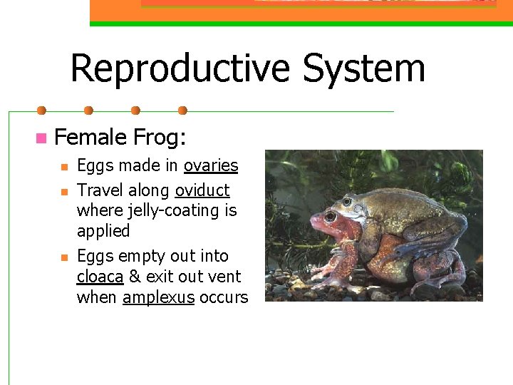 Reproductive System n Female Frog: n n n Eggs made in ovaries Travel along