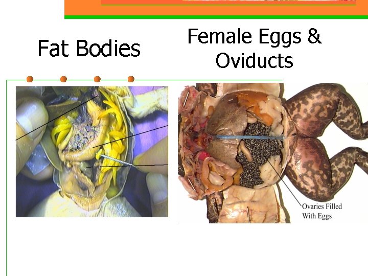 Fat Bodies Female Eggs & Oviducts 