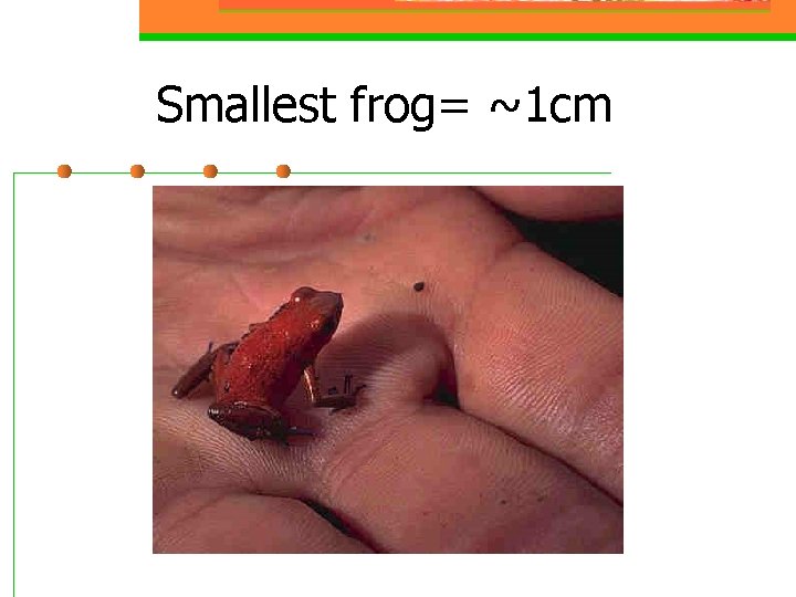 Smallest frog= ~1 cm 