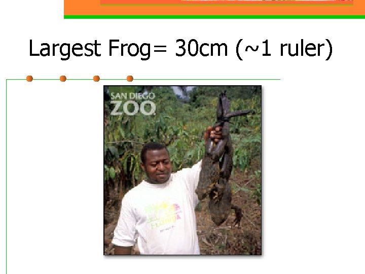 Largest Frog= 30 cm (~1 ruler) 