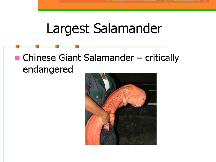 Largest Salamander n Chinese Giant Salamander – critically endangered 