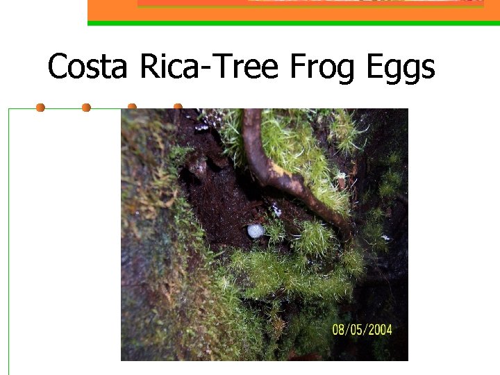 Costa Rica-Tree Frog Eggs 
