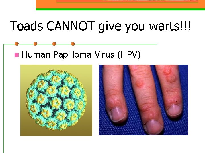 Toads CANNOT give you warts!!! n Human Papilloma Virus (HPV) 