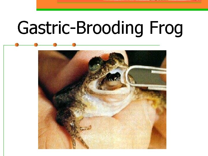 Gastric-Brooding Frog 