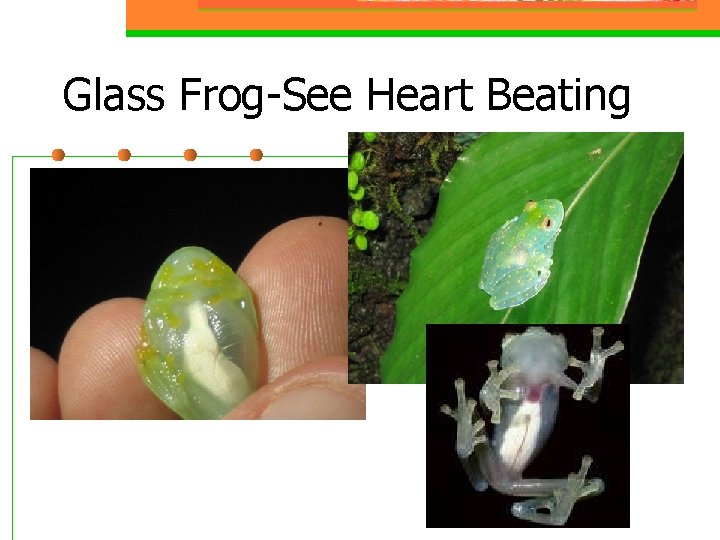 Glass Frog-See Heart Beating 
