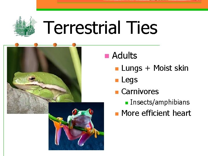 Terrestrial Ties n Adults n n n Lungs + Moist skin Legs Carnivores n