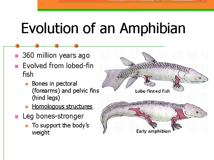Evolution of an Amphibian n n 360 million years ago Evolved from lobed-fin fish