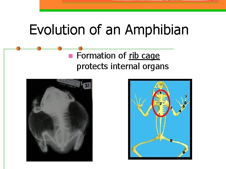 Evolution of an Amphibian n Formation of rib cage protects internal organs 