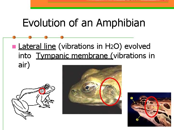 Evolution of an Amphibian n Lateral line (vibrations in H 2 O) evolved into