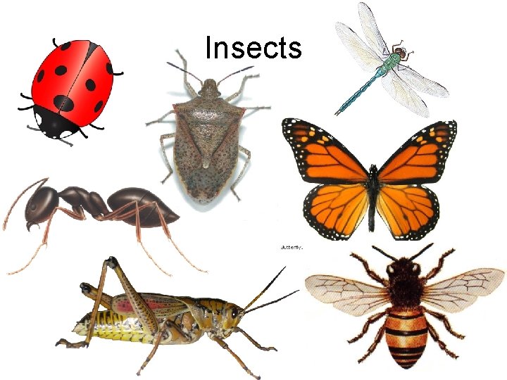 Insects 