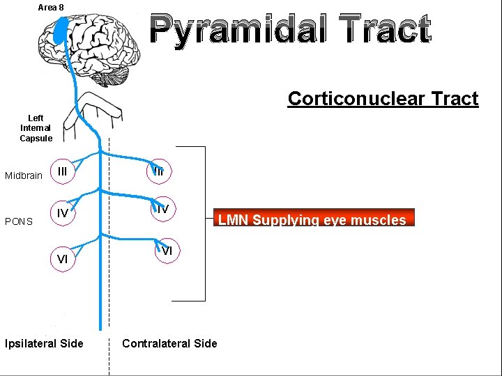 Area 8 Pyramidal Tract Corticonuclear Tract FA L Left Internal Capsule Midbrain PONS III