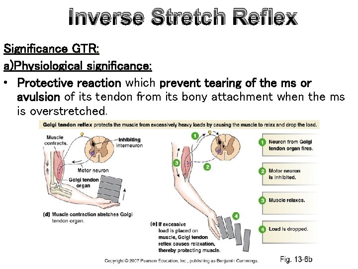 Inverse Stretch Reflex Significance GTR: a)Physiological significance: • Protective reaction which prevent tearing of