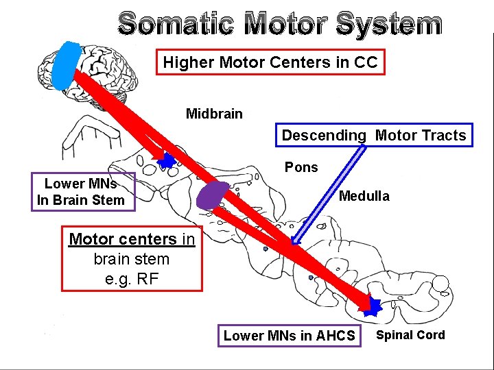 Somatic Motor System Higher Motor Centers in CC Midbrain Descending Motor Tracts L A