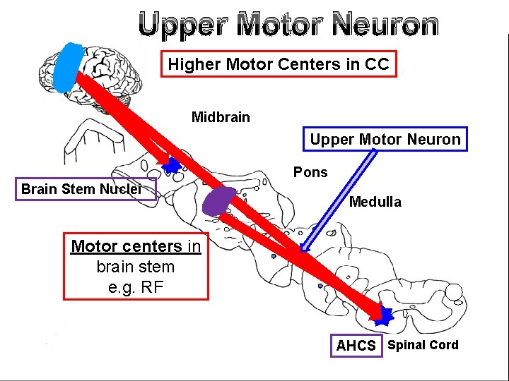 Upper Motor Neuron Higher Motor Centers in CC Midbrain Upper Motor Neuron L A