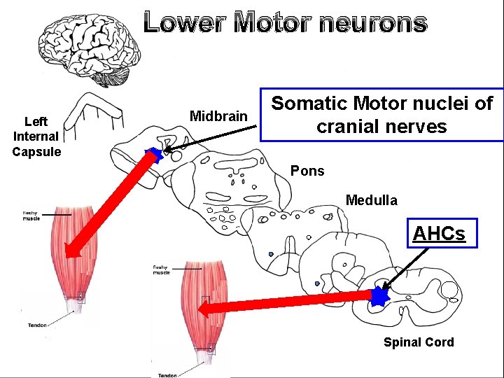 Lower Motor neurons Left Internal Capsule Midbrain L A Somatic Motor nuclei of cranial