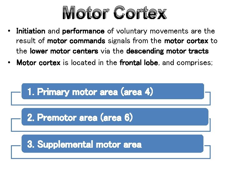 Motor Cortex • Initiation and performance of voluntary movements are the result of motor
