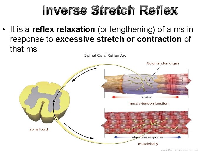Inverse Stretch Reflex • It is a reflex relaxation (or lengthening) of a ms
