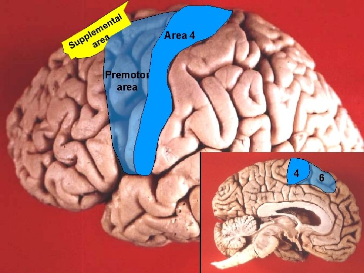 Area 4 Premotor area 4 6 