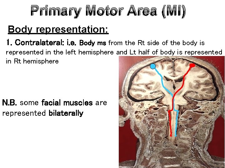 Primary Motor Area (MI) Body representation: 1. Contralateral: i. e. Body ms from the