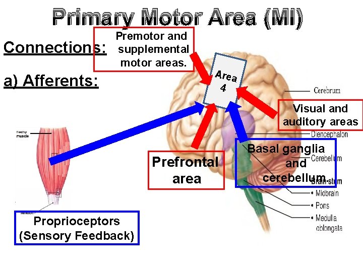 Primary Motor Area (MI) Connections: Premotor and supplemental motor areas. a) Afferents: Area 4