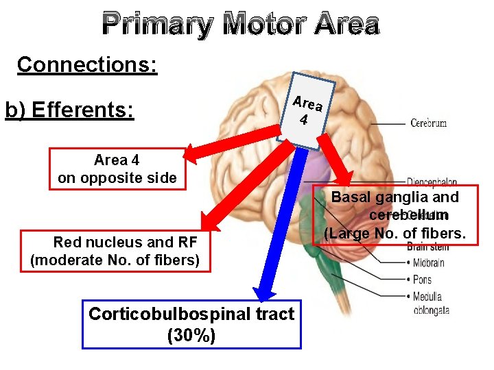 Primary Motor Area Connections: b) Efferents: Area 4 on opposite side Red nucleus and