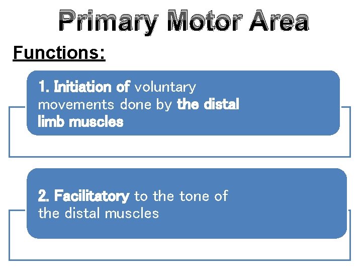 Primary Motor Area Functions: 1. Initiation of voluntary movements done by the distal limb