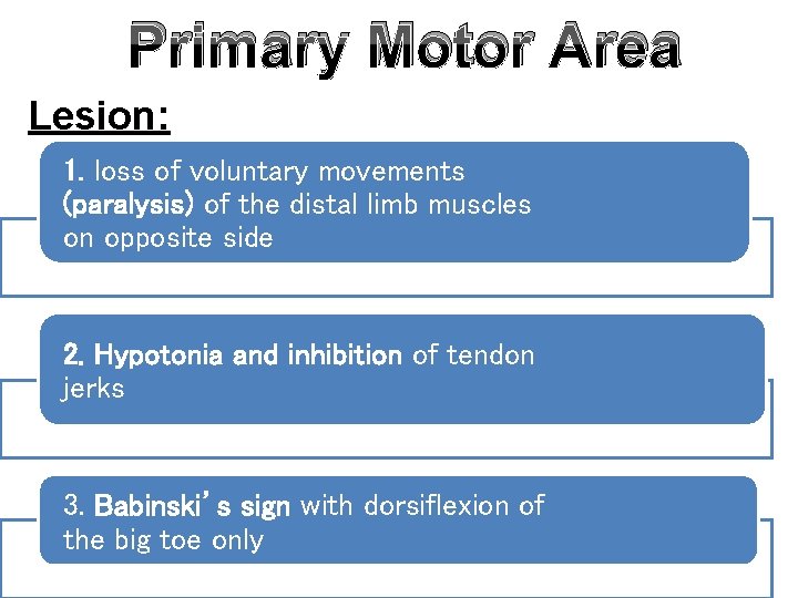 Primary Motor Area Lesion: 1. loss of voluntary movements (paralysis) of the distal limb