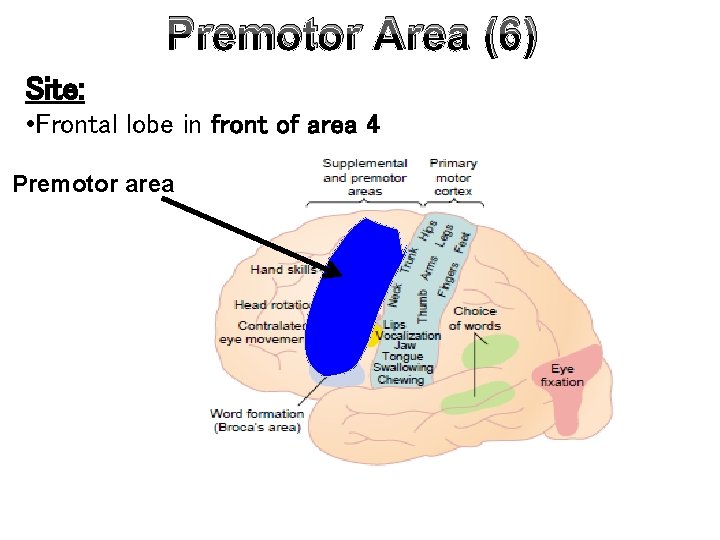 Premotor Area (6) Site: • Frontal lobe in front of area 4 Premotor area