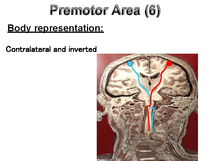 Premotor Area (6) Body representation: Contralateral and inverted 