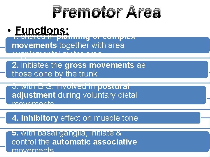 Premotor Area • 1. Functions: shares in planning of complex movements together with area