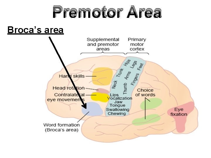 Premotor Area Broca’s area 