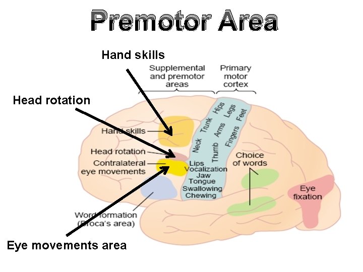 Premotor Area Hand skills Head rotation Eye movements area 