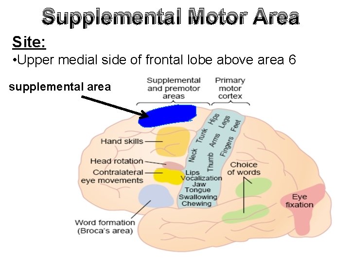 Supplemental Motor Area Site: • Upper medial side of frontal lobe above area 6