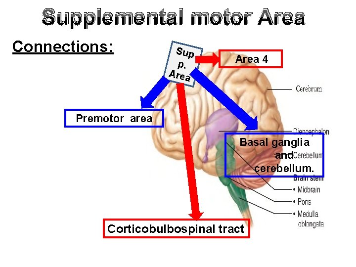Supplemental motor Area Connections: Sup p. Area 4 Premotor area Basal ganglia and cerebellum.
