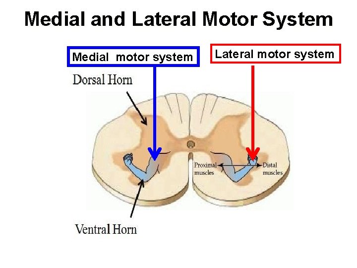 Medial and Lateral Motor System Medial motor system Lateral motor system 