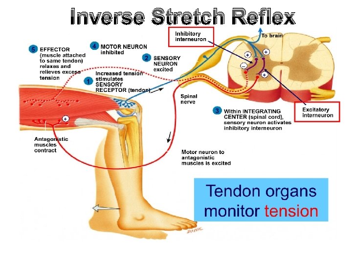 Inverse Stretch Reflex 