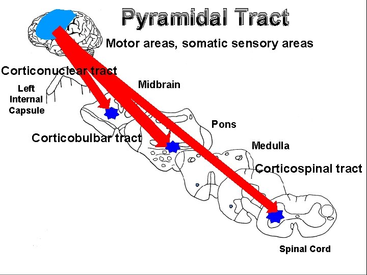 Pyramidal Tract Motor areas, somatic sensory areas Corticonuclear tract Left Internal Capsule Midbrain L