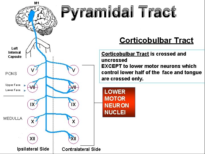M 1 Pyramidal Tract Corticobulbar Tract FA L Left Internal Capsule VMidbrain PONS Upper